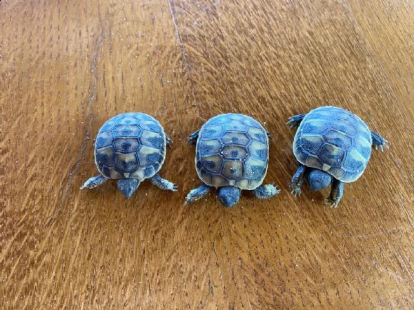 tartarughe di un mese 