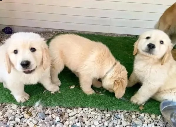 cuccioli di golden retriver amichevoli