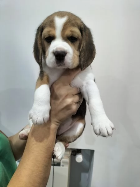 beagle tricolore | Foto 4