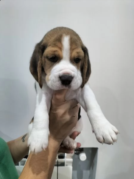 beagle tricolore | Foto 3
