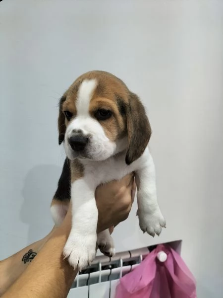 beagle tricolore | Foto 2