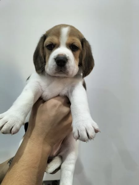 beagle tricolore | Foto 0