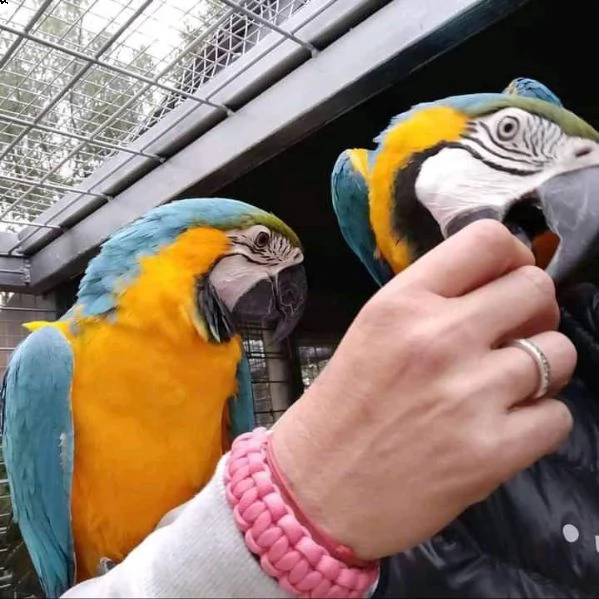 pappagallo ara scarlatta maschio e femmina | Foto 4