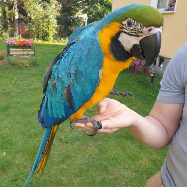 pappagallo ara scarlatta maschio e femmina | Foto 3