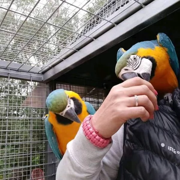 pappagallo ara scarlatta maschio e femmina | Foto 2