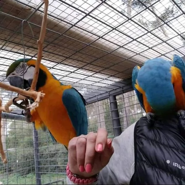pappagallo ara scarlatta maschio e femmina | Foto 1