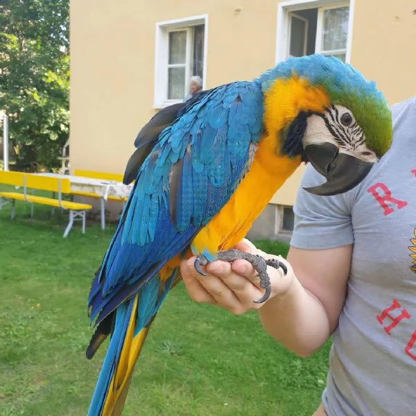 pappagallo ara scarlatta maschio e femmina | Foto 0