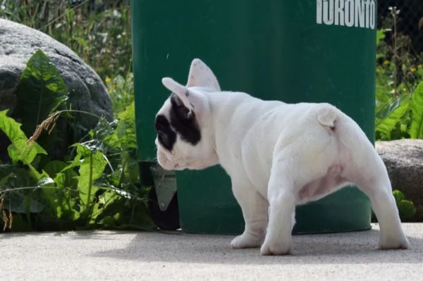 Disponibili cuccioli di bulldog francese | Foto 0