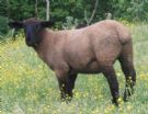 agnelli razza suffolk