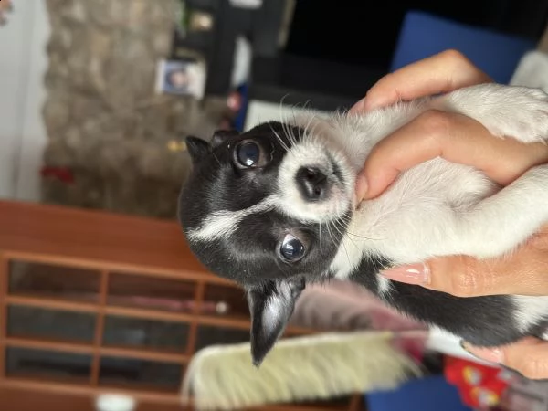 cucciolo di cihuahua  | Foto 3