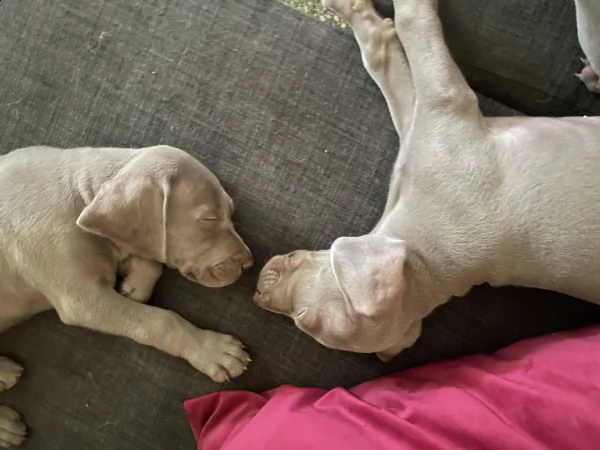 weimaraner ultimi due cuccioli disponibili  nati il 4 agosto  | Foto 1