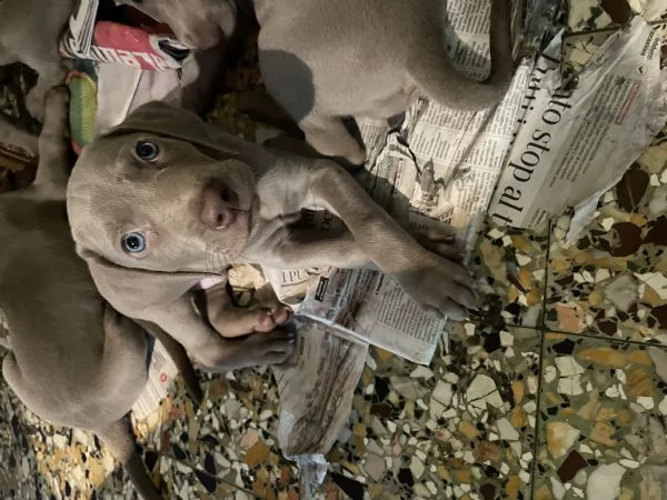 weimaraner ultimi due cuccioli disponibili  nati il 4 agosto  | Foto 0