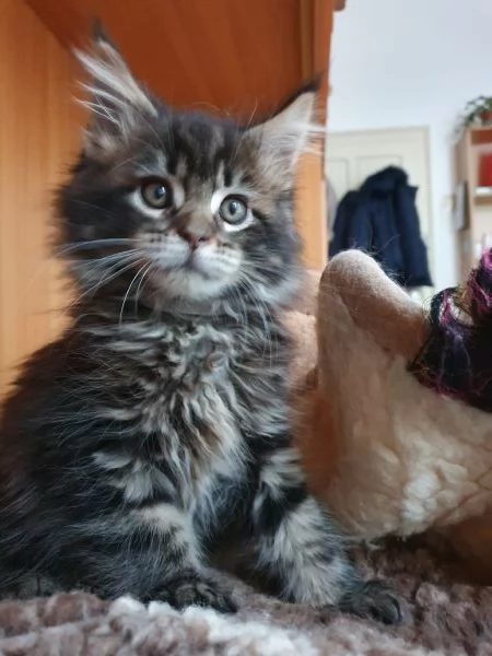 Maine Coon  | Foto 1