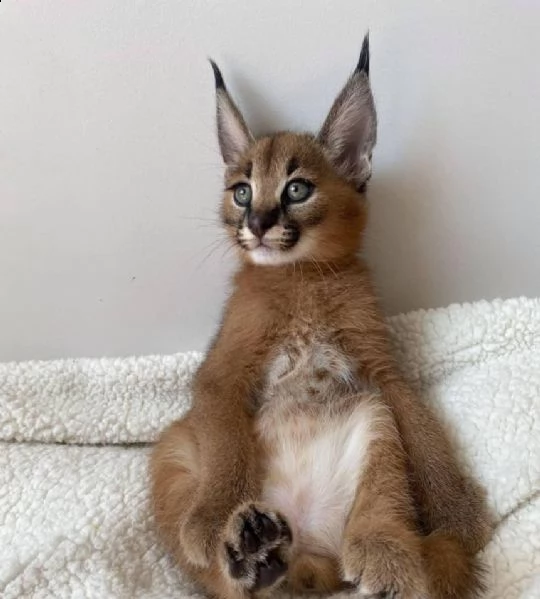 gattino caracal caracat disponibile | Foto 3