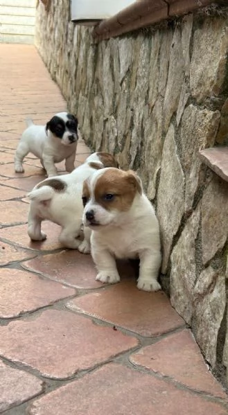 Cuccioli di Jack Russell  | Foto 6