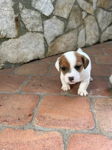 Cuccioli di Jack Russell  | Foto 3