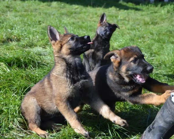 cuccioli pastore tedesco | Foto 1