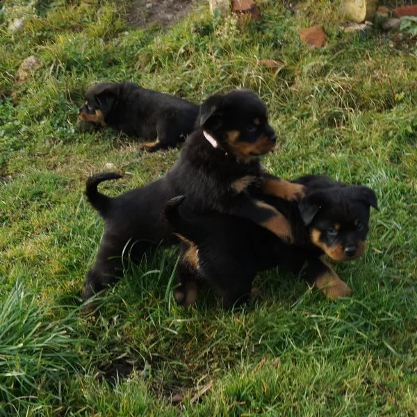 cuccioli di rottweiler addestrati | Foto 6