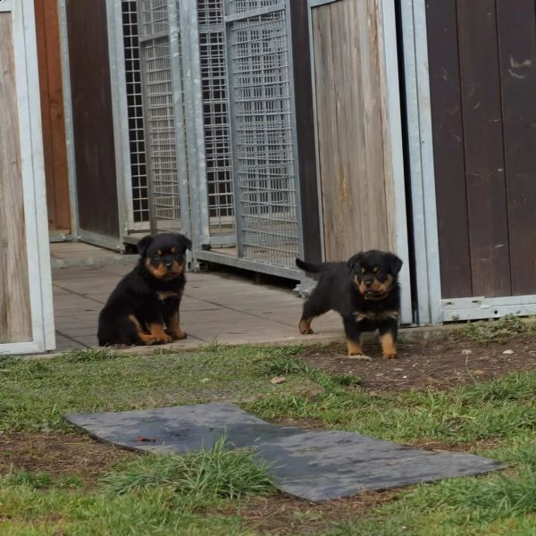 cuccioli di rottweiler addestrati | Foto 4