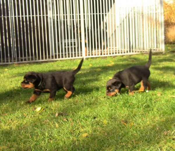 cuccioli di rottweiler addestrati | Foto 1