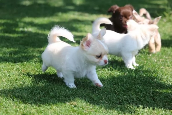 Cuccioli di Chihuahua pronti per una nuova casa | Foto 0