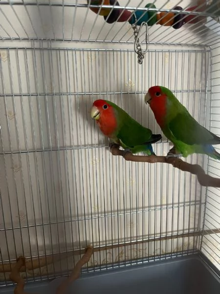 pappagalli inseparabili compresa gabietta