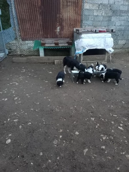 vendo cuccioli border collie 5 maschi e 3 femmine ev3