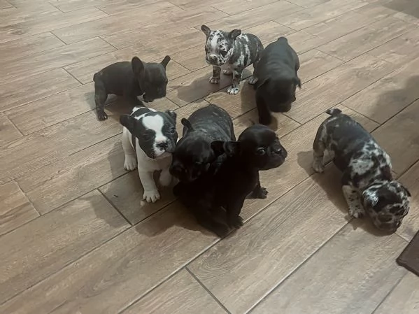 Cuccioli di Bulldog francese  | Foto 0