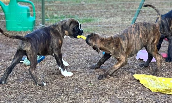  Boxer cuccioli con Pedigree | Foto 0