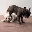 Cucciolo di Bulldog Francese qualit AKC in adozione gratuita             