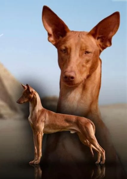 Cuccioli Cane dei Faraoni | Foto 4