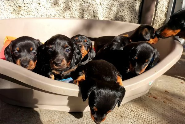 Sette cuccioli di bassotto nano tre femmine quattro maschi | Foto 0