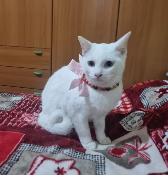 Bianca dolcissima gattina in adozione  | Foto 4
