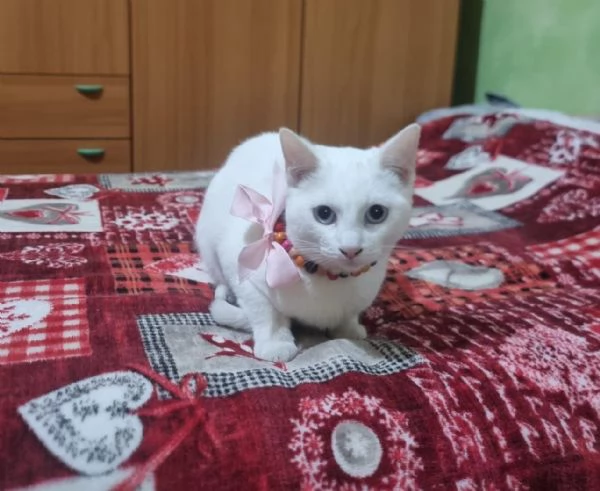 Bianca dolcissima gattina in adozione  | Foto 3