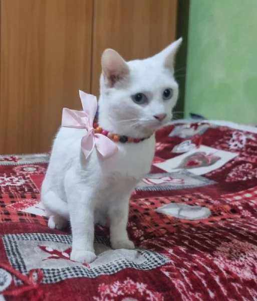 Bianca dolcissima gattina in adozione  | Foto 2