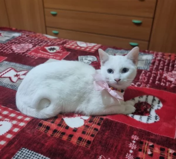 Bianca dolcissima gattina in adozione  | Foto 1