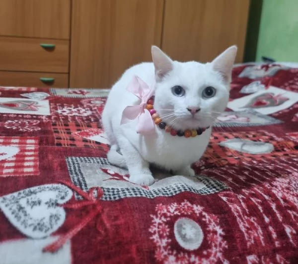 Bianca dolcissima gattina in adozione  | Foto 0
