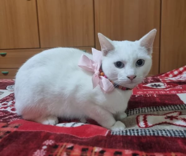 Bianca dolcissima gattina in adozione 