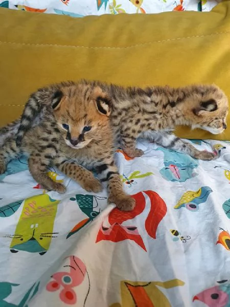 bellissimi gattini serval savana e caracal | Foto 4