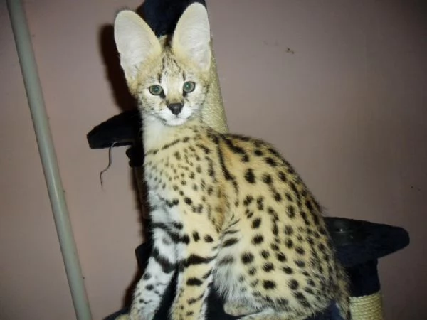 bellissimi gattini serval savana e caracal