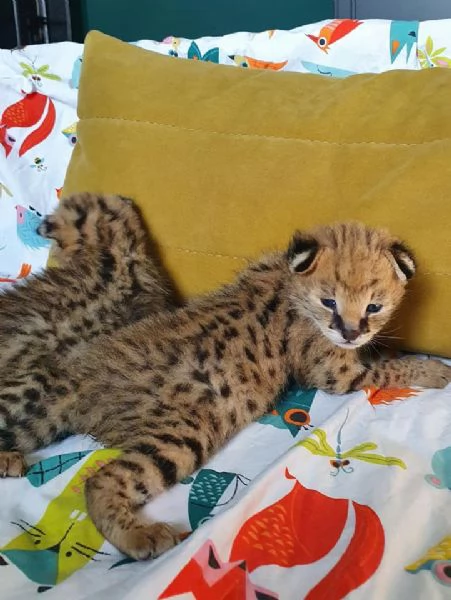 bellissimi gattini serval savana e caracal | Foto 0