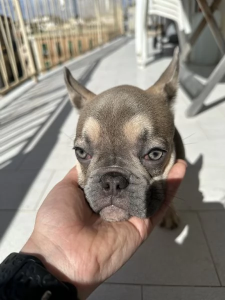 Cucciola Bulldog Francese occhi chiari | Foto 3