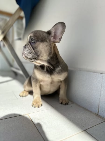 Cucciola Bulldog Francese occhi chiari | Foto 2