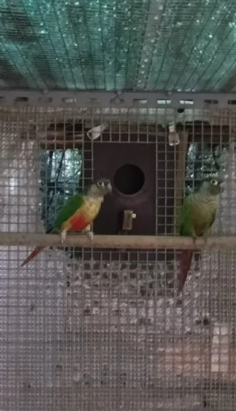 Vendita pappagalli per cessata attivit 