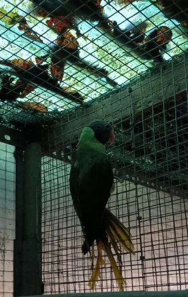Vendita pappagalli per cessata attivit  | Foto 0