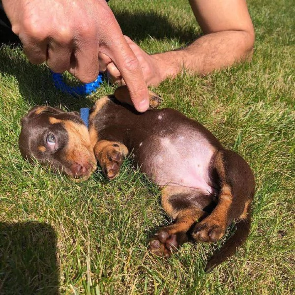 Cachorro dachshund en adopcin | Foto 0