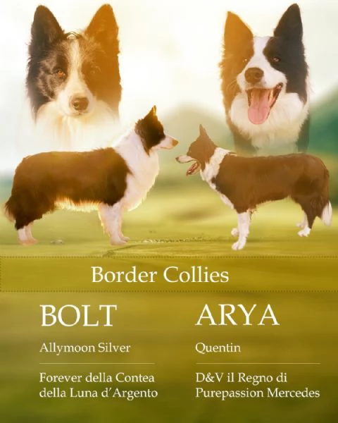 Vendo Cuccioli border collie con pedigree  | Foto 1