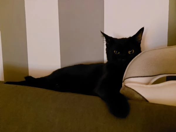 Regalo gatta nera | Foto 2