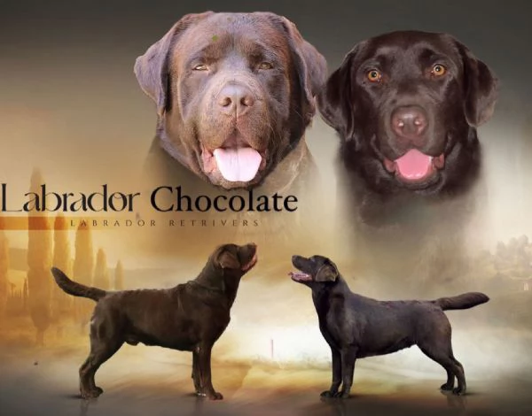 Disponibili cuccioli di Labrador Retriver Chocolate dall8 Febbraio 2024