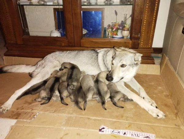 cuccioli lupo cecoslovacco | Foto 0